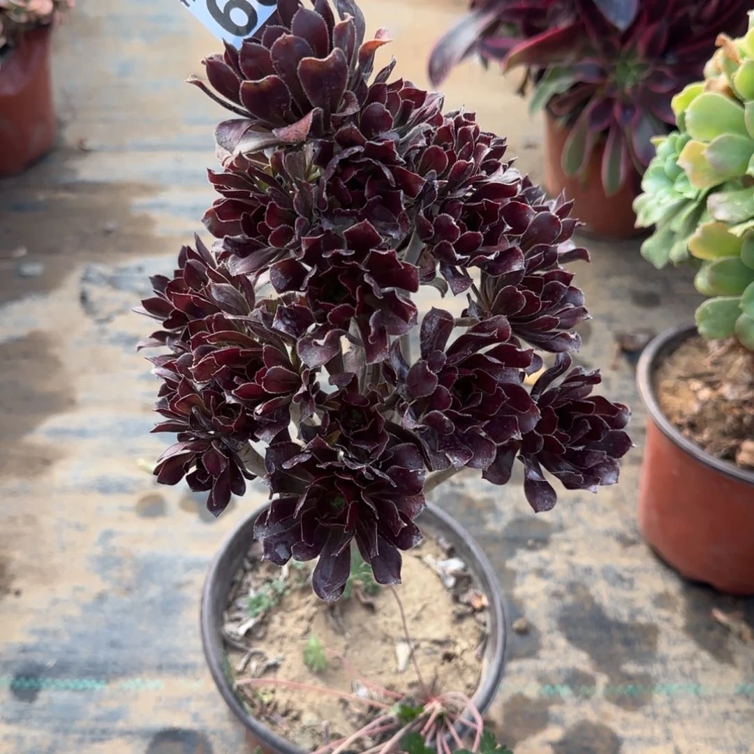 灰法师多肉685满28包邮断枝不包