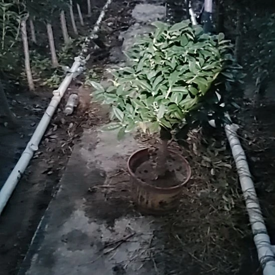 小***常完全开放载上开花四季桂金莲子
