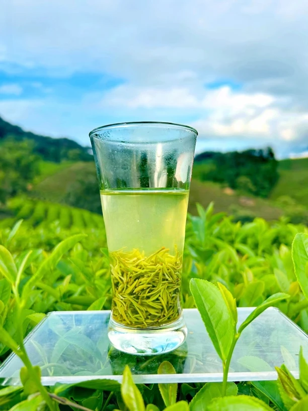 2025信阳毛尖明前中芽