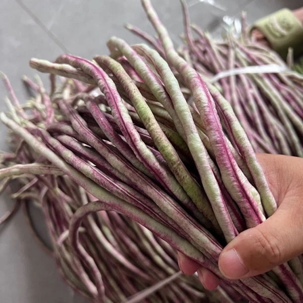 湖北农村农户自种红豇豆 新鲜豇豆蔬菜