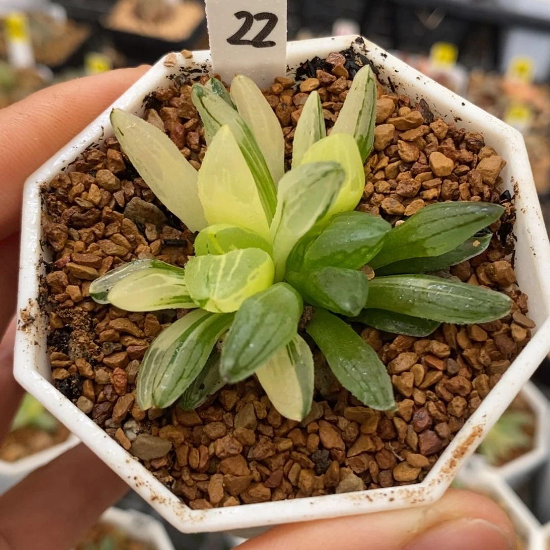 22冰城寿多肉植物