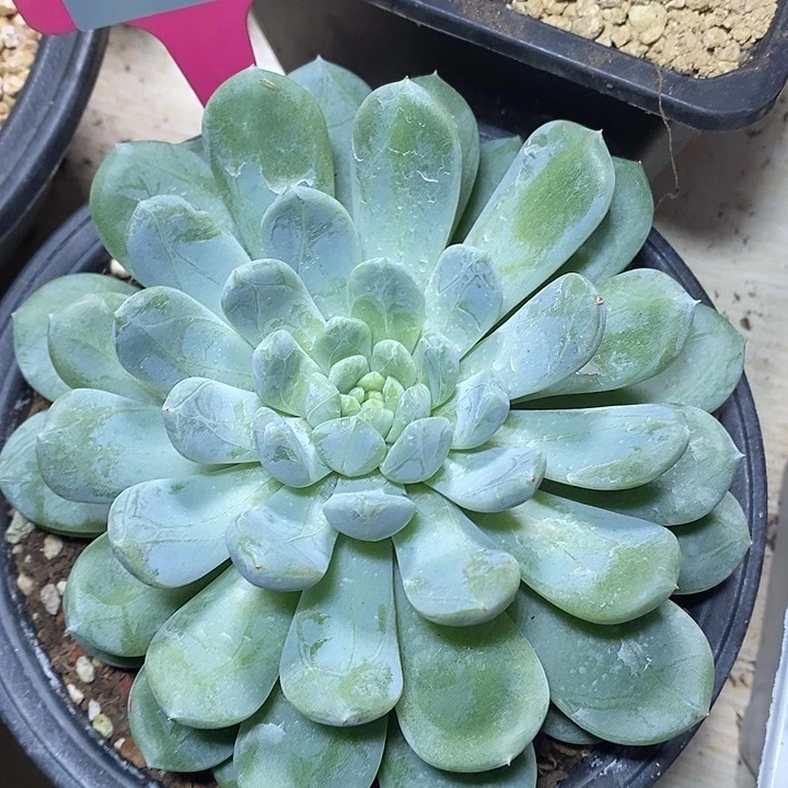 x046-多肉植物 翡翠香槟