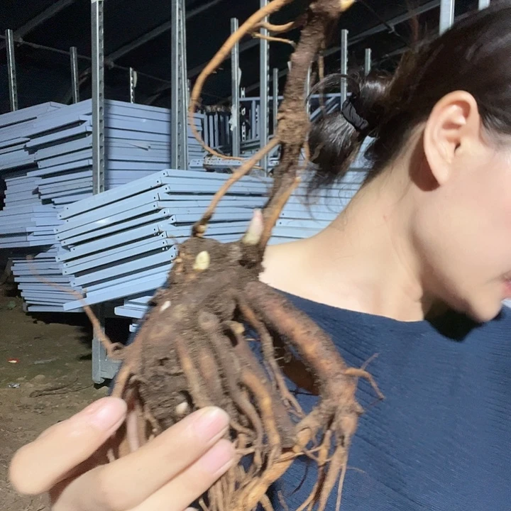 当前无花栽培后可以开花马戏团3-5芽