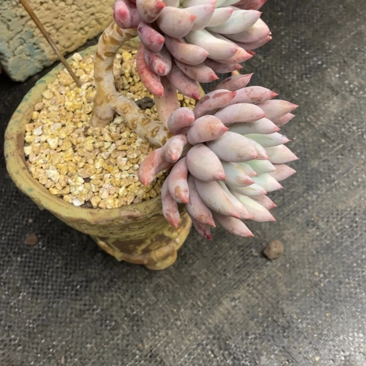 从*弥鹿之森一物一图