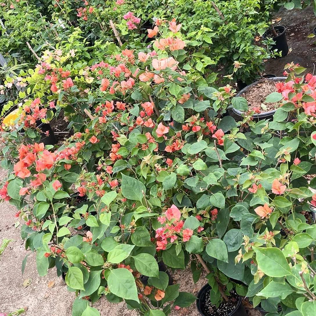 当前无花朵，栽培后可花朵不甜西瓜