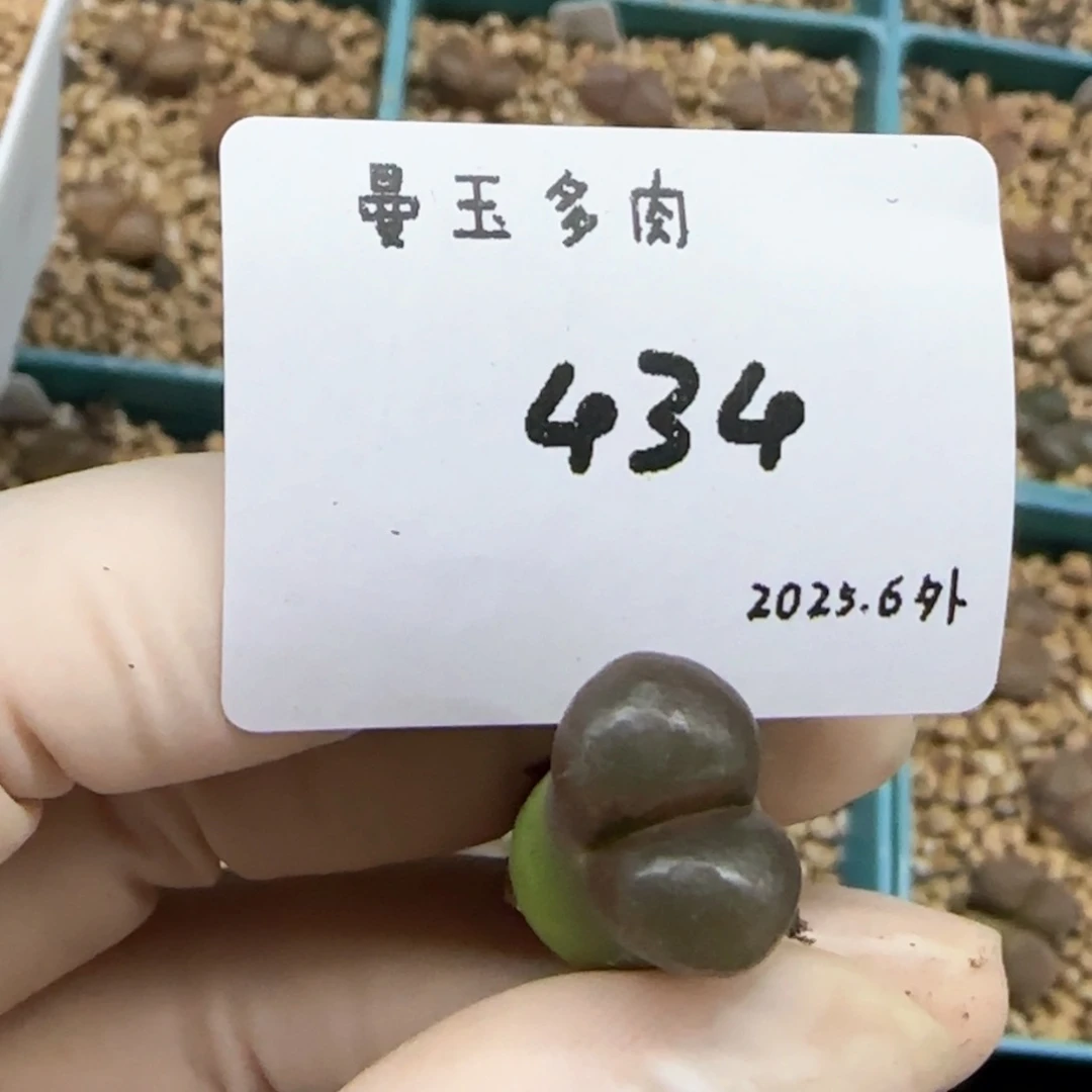 花****^多肉多肉多肉6.4-434