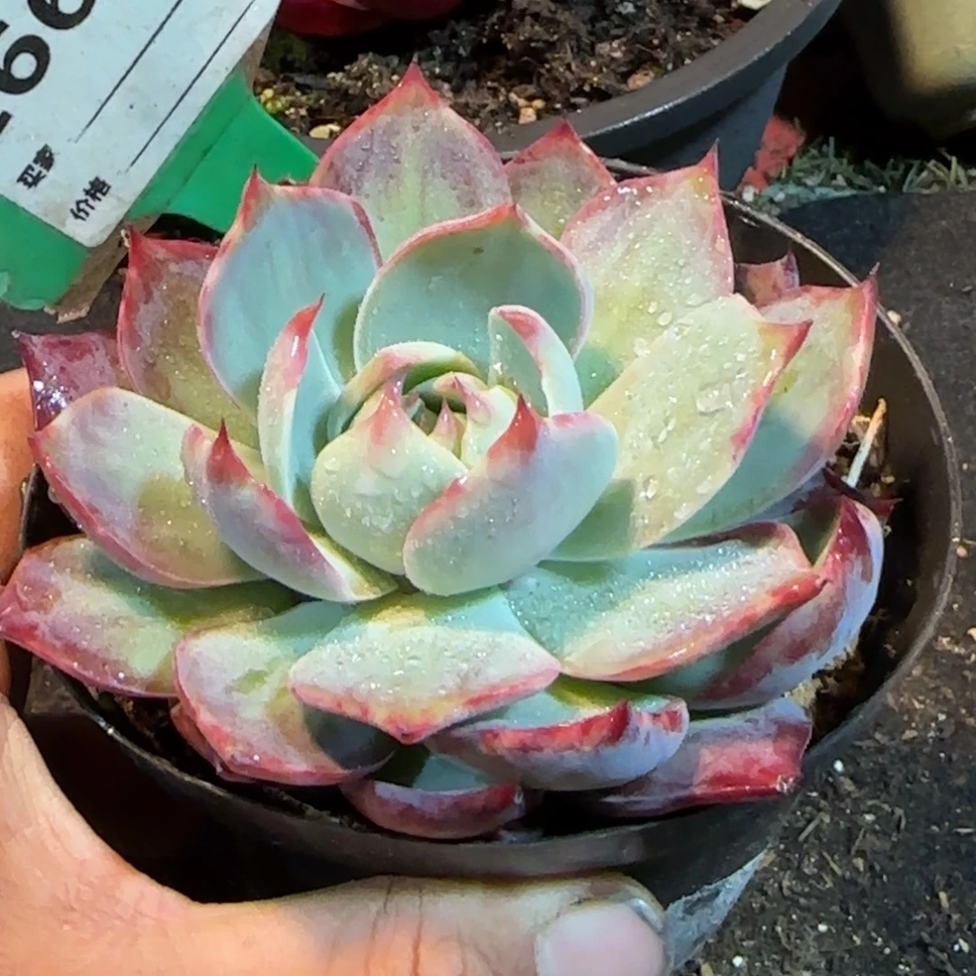立叶拉丝惊鸿一物一拍包装收缩花旱665