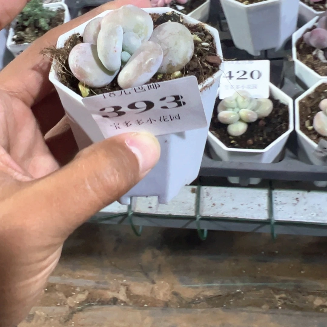 393号油煎丸子一物一拍