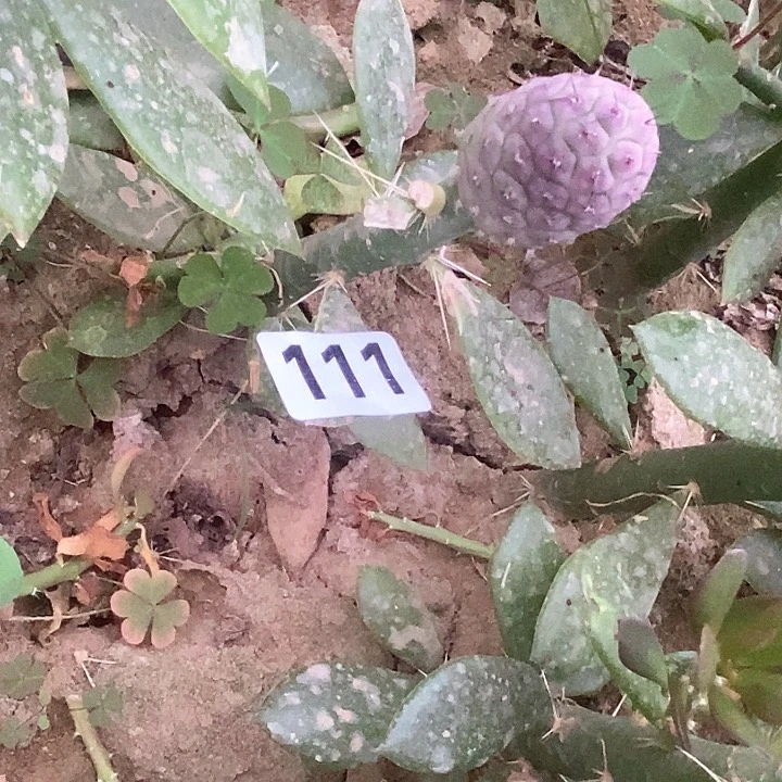 嫁接草莓习志野11号包邮