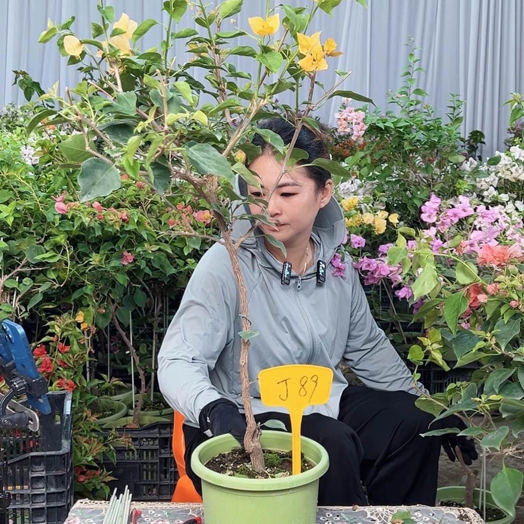 胡***儿大部分花苞少量开放Ｊ８９金色光辉