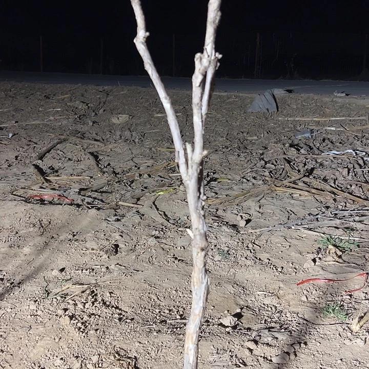 王***发完全开放岛锦大颗