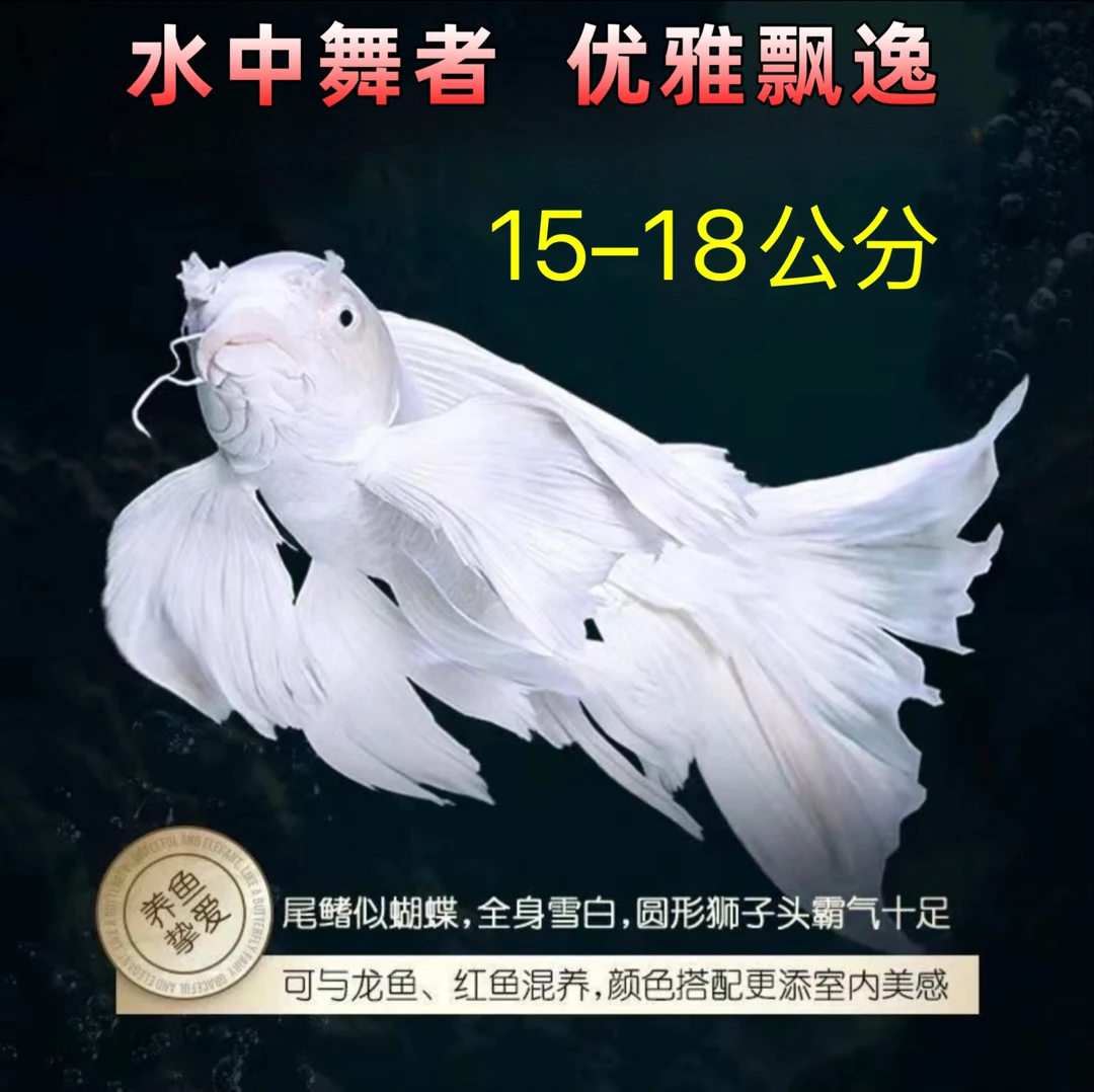 台湾蝴蝶鲤15-18公分球体短体贵妃冷水观赏鱼好养淡水鱼包邮