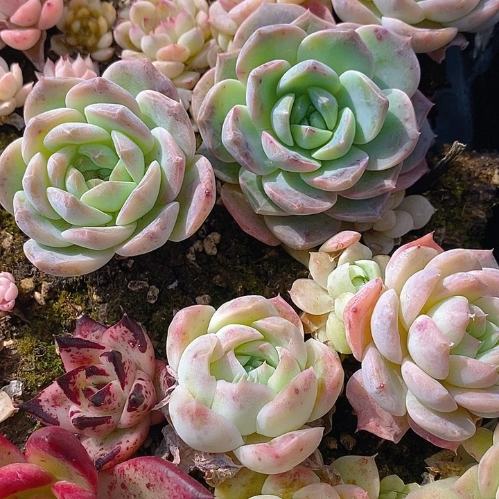 280 多肉植物盆栽花卉