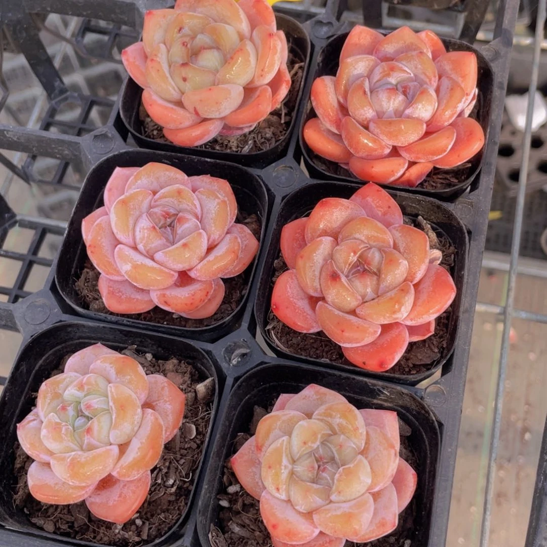 1178号 开播福利宽叶全状态大白兔单头两个