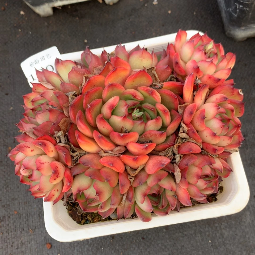 1309 杂交精品基地13厘米