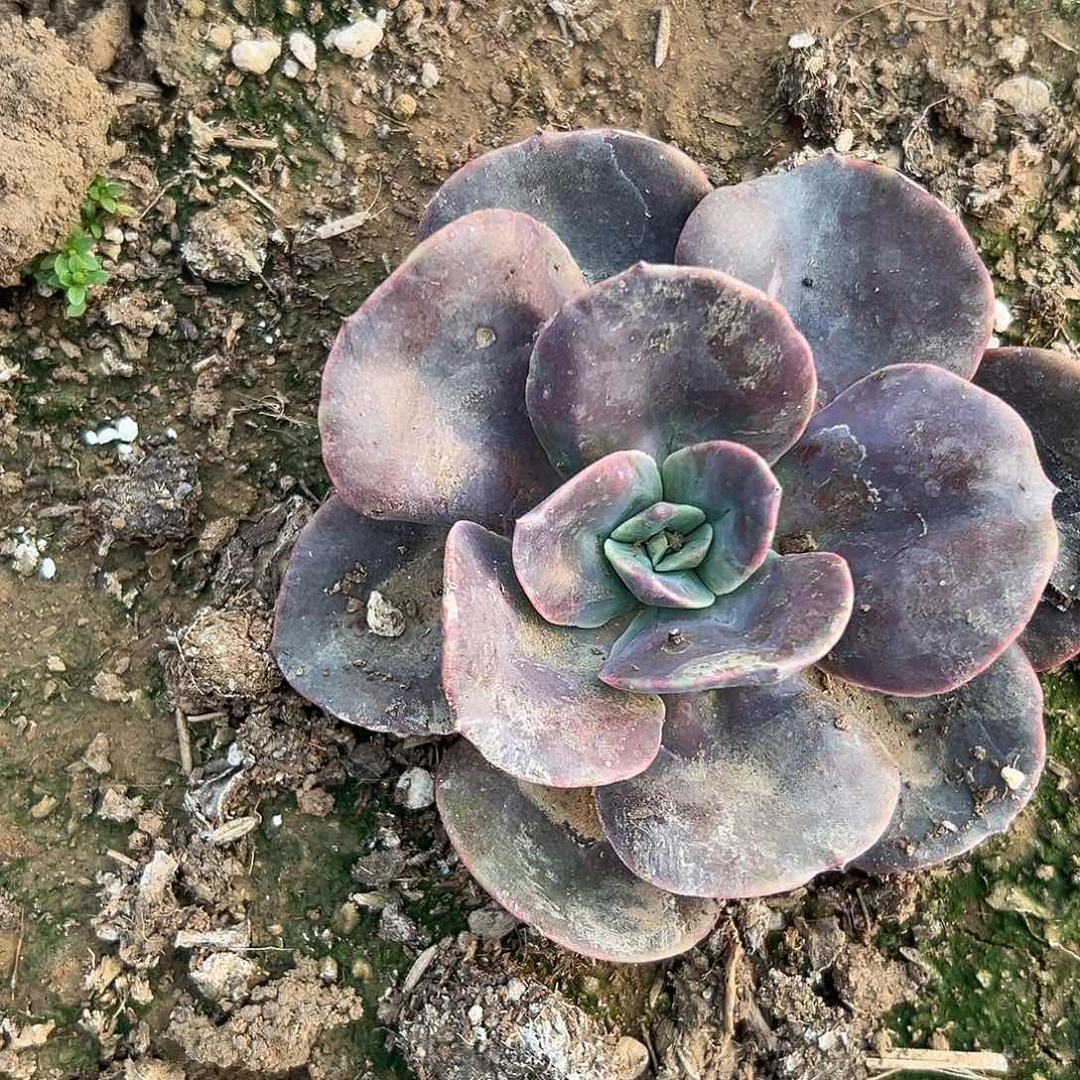 多肉植物厚叶玫瑰