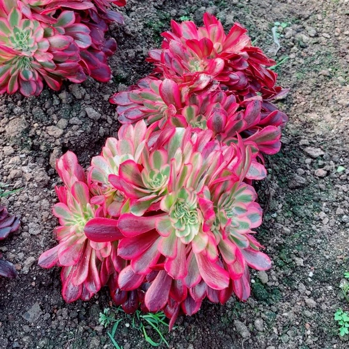 美杜莎缀化地里发货