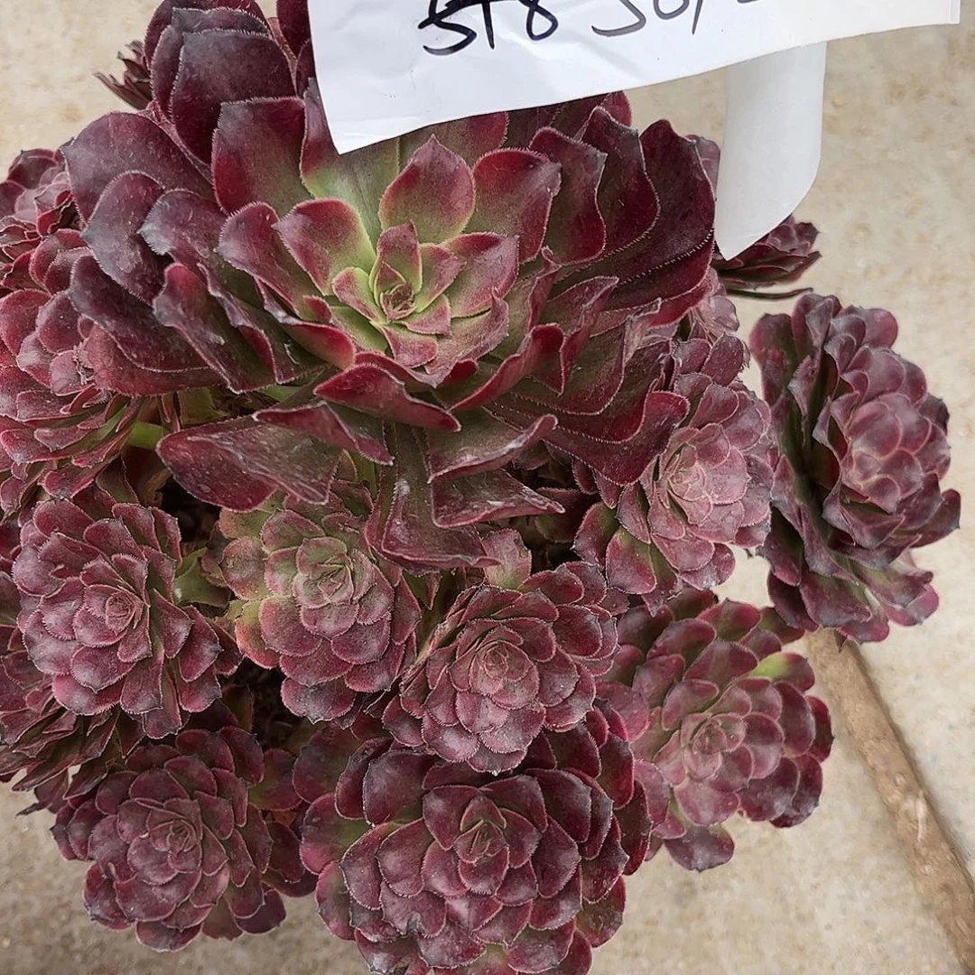 /***/5818家里发货发广告广告好