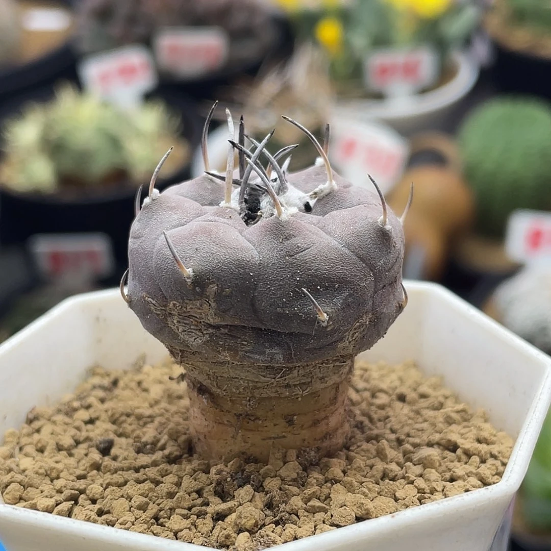 实生紫皮老东云娇丽微瑕特价