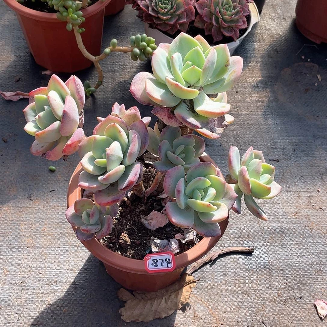 874白月光 一物一拍多肉