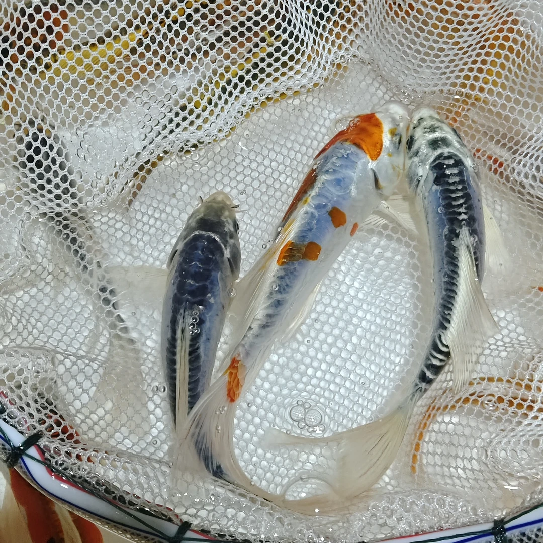 超大德国锦鲤 高端血统鲤鱼15-20公分 花色丰富 渔场发货