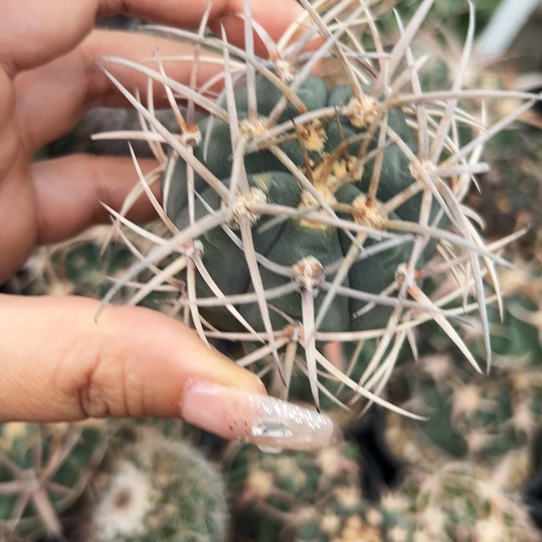 光临有根仙人球66666666