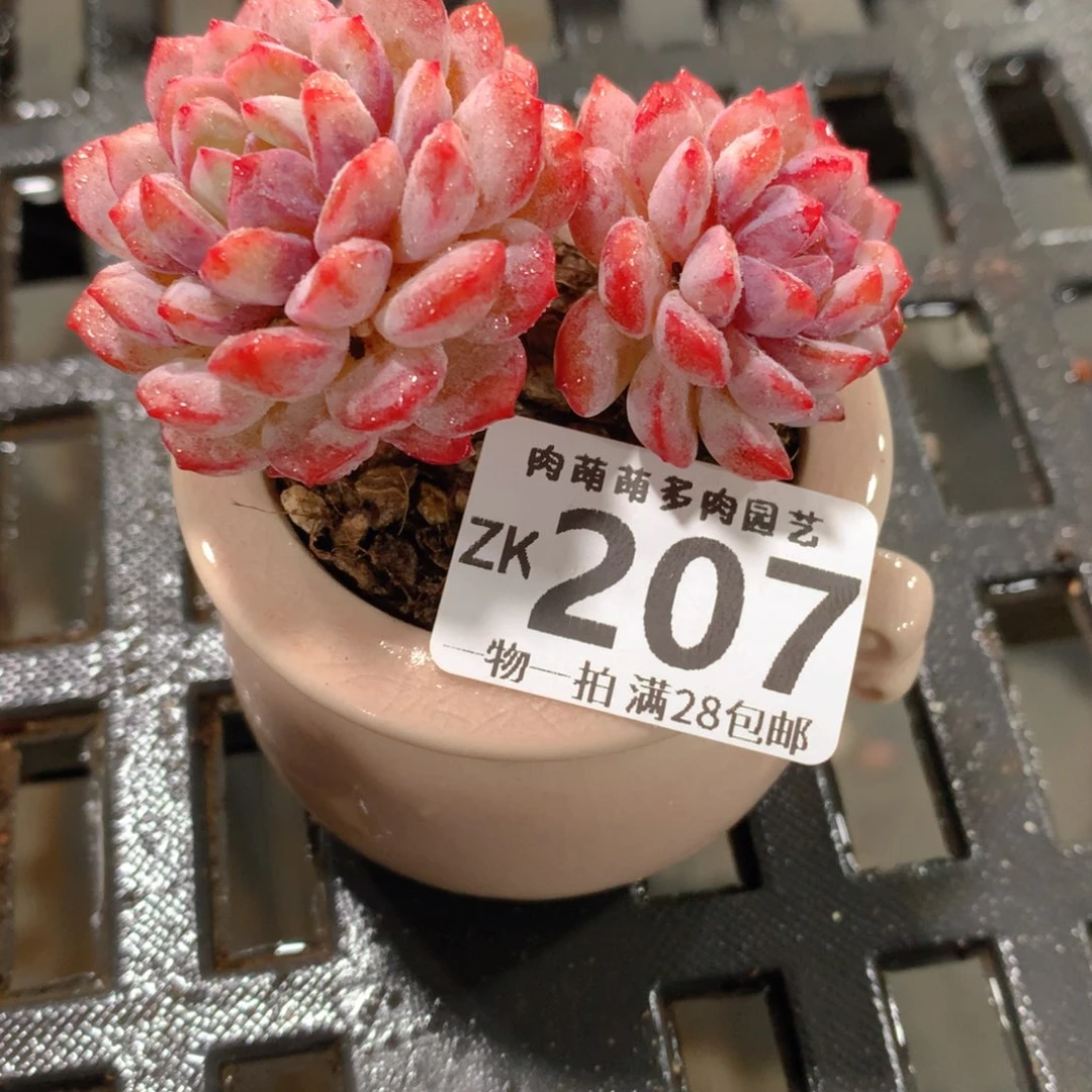 肉萌萌拇指盆精控多肉ZK207