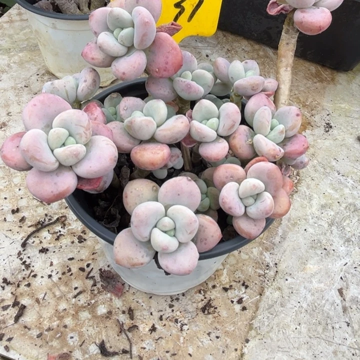 1531 000000。0000。