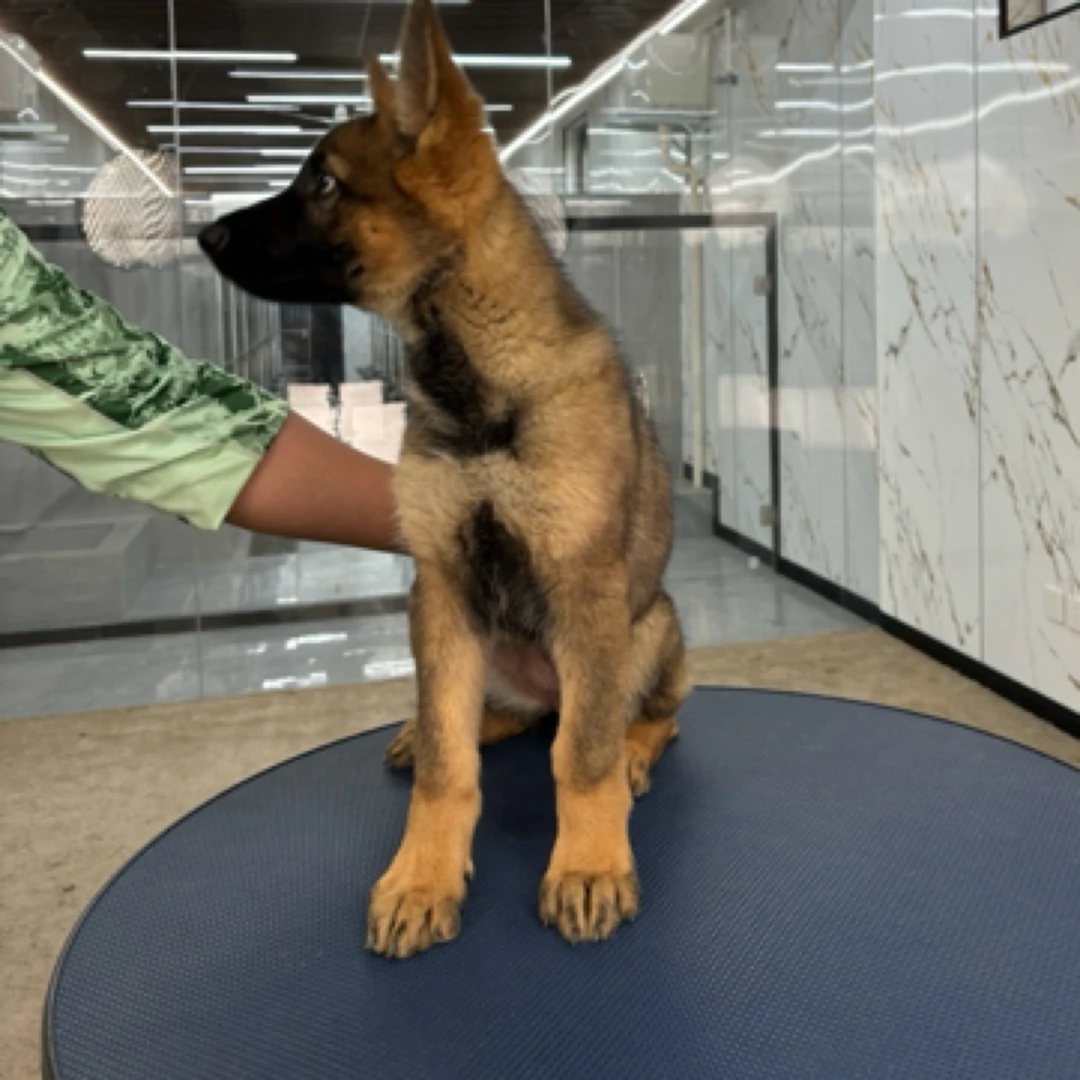 【戴斯名犬】东德牧羊犬 活体 狗狗