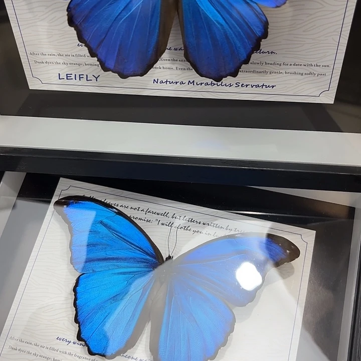 蝴蝶标本定制1155@