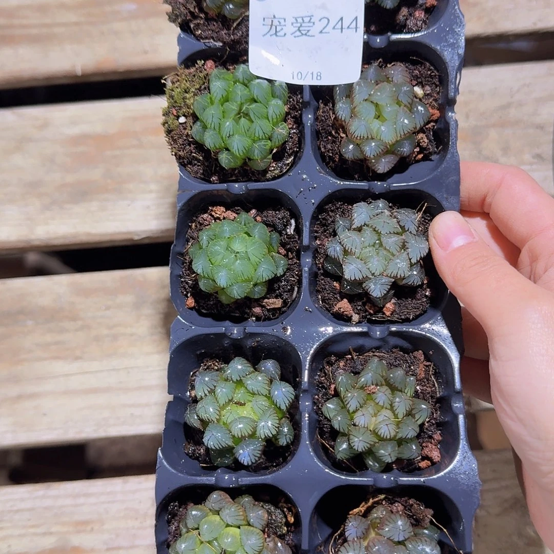 直播福利一物一拍244