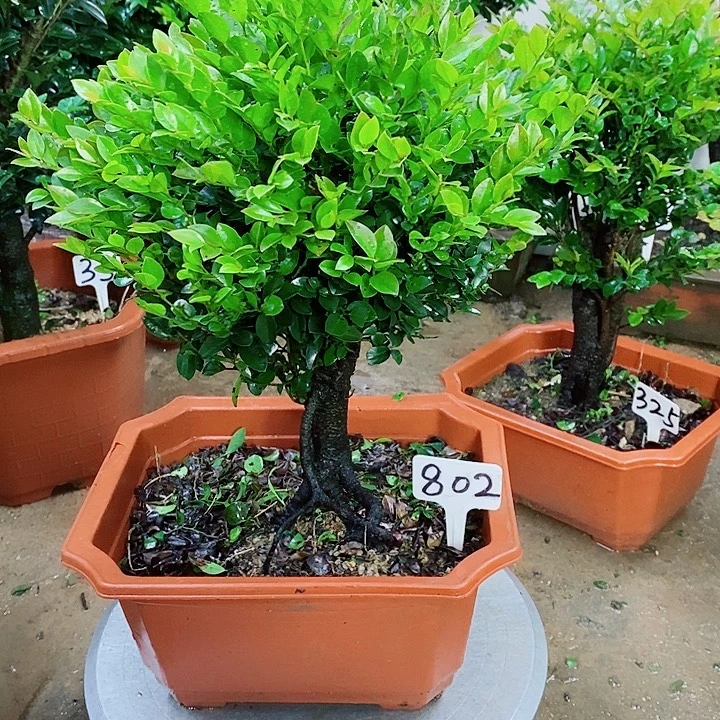 当前无花栽培后可以开花