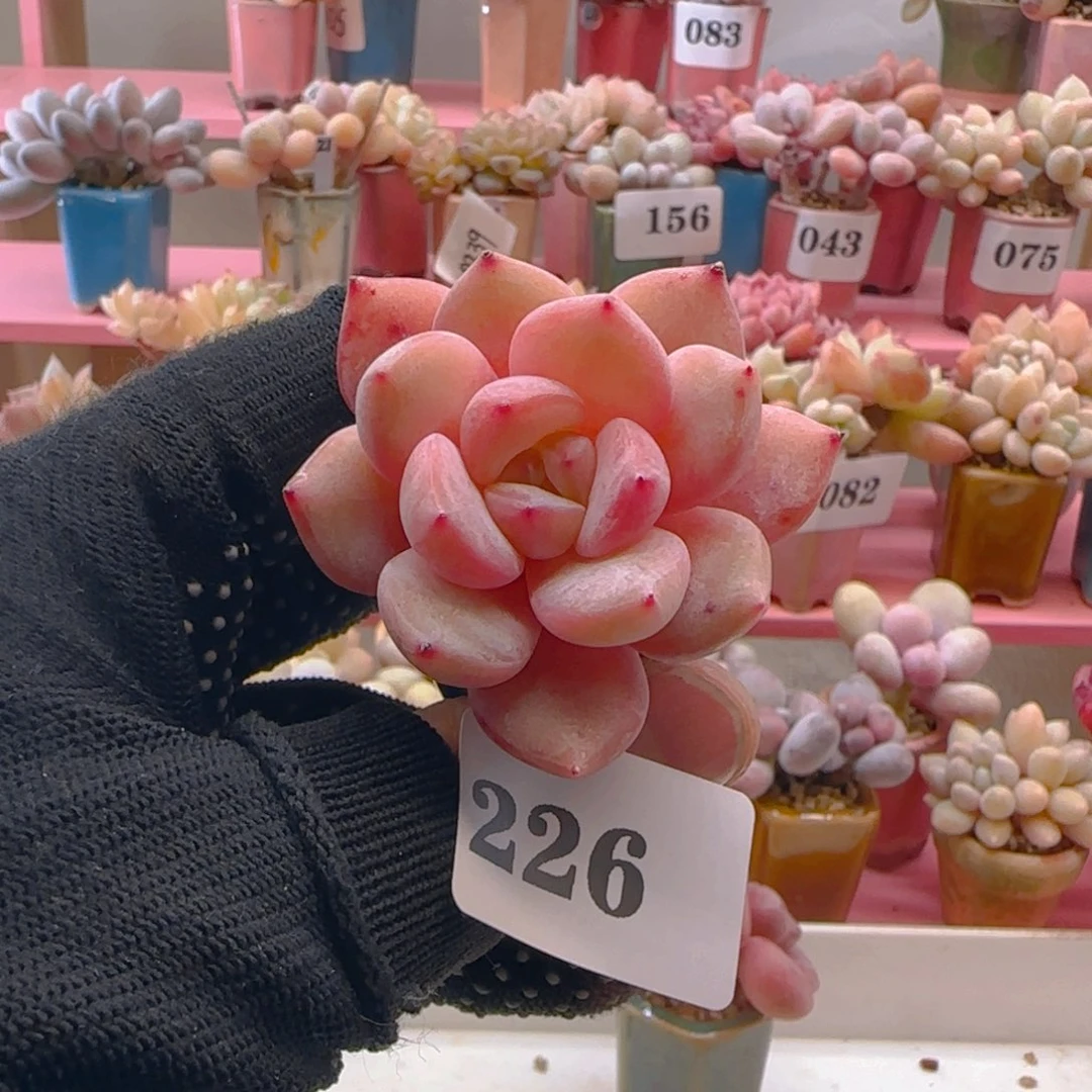 @***言橙梦露226 ，带盆土发货，满38包邮非偏远。