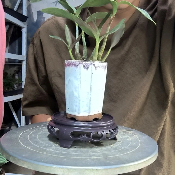 s***r中青园艺一物一拍97