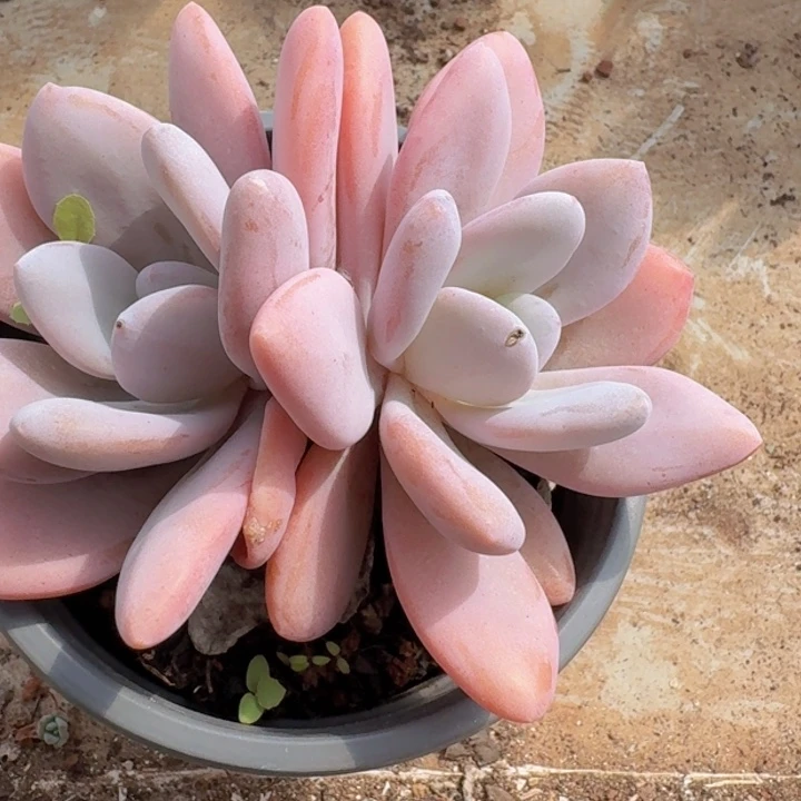 粉兔多肉植物一物一拍