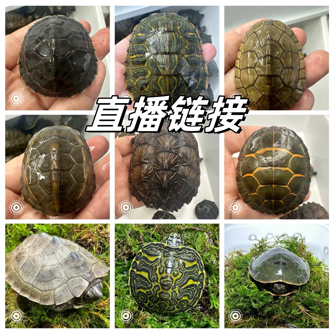 【直播选龟】人工养殖观赏龟活体发货地图龟火焰龟