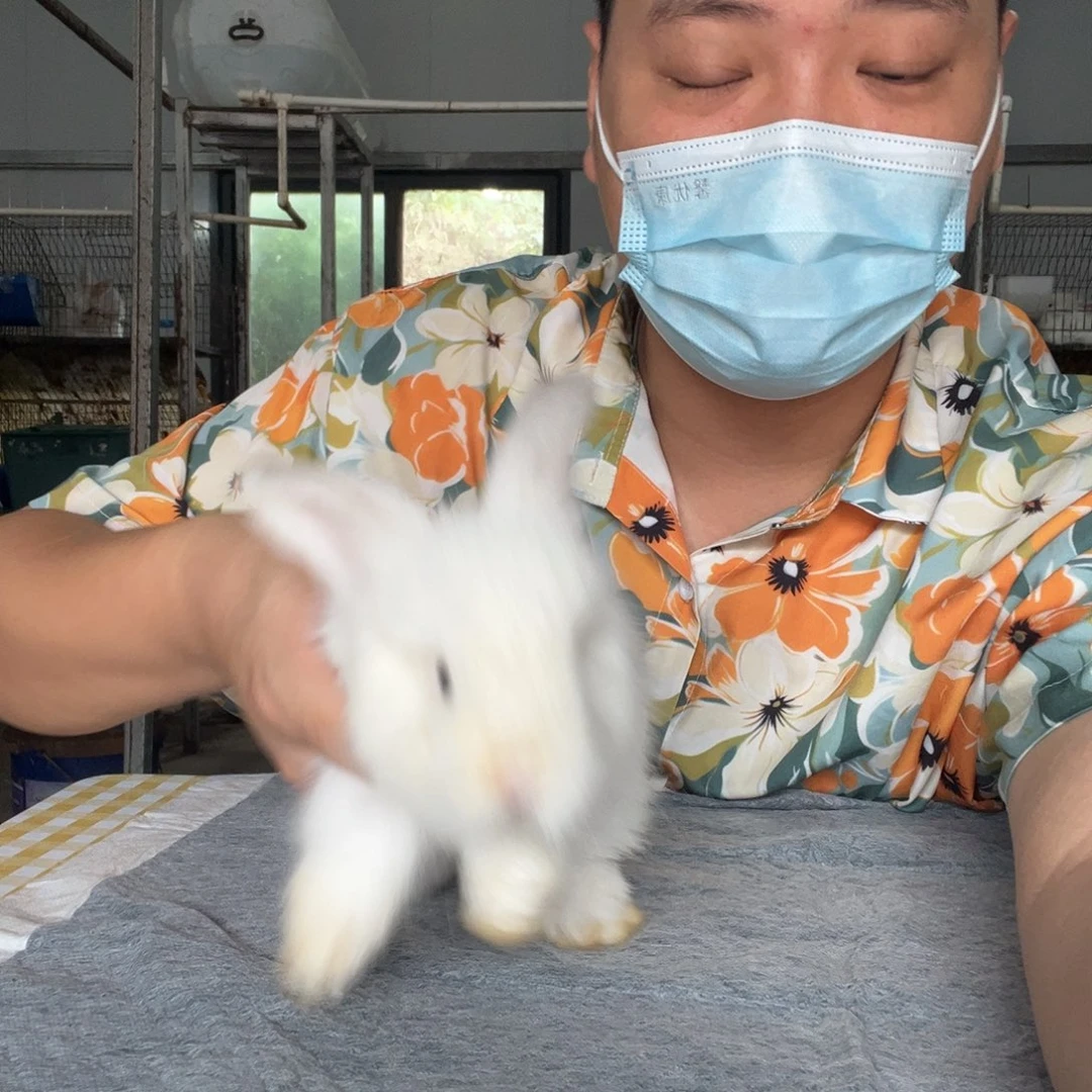 英系安哥拉兔11111111