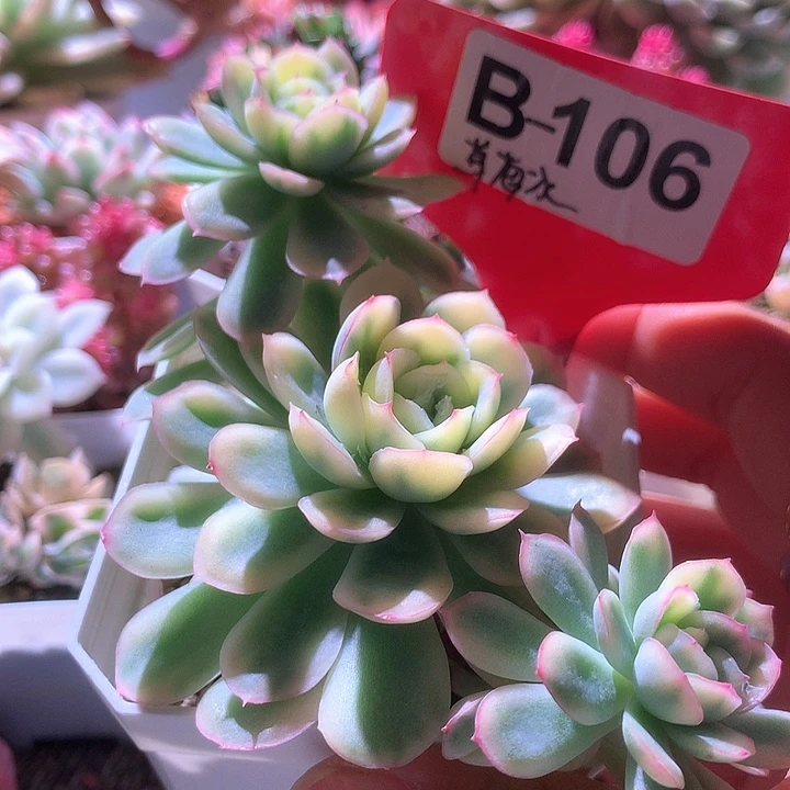 草莓冰覆轮锦群生有根