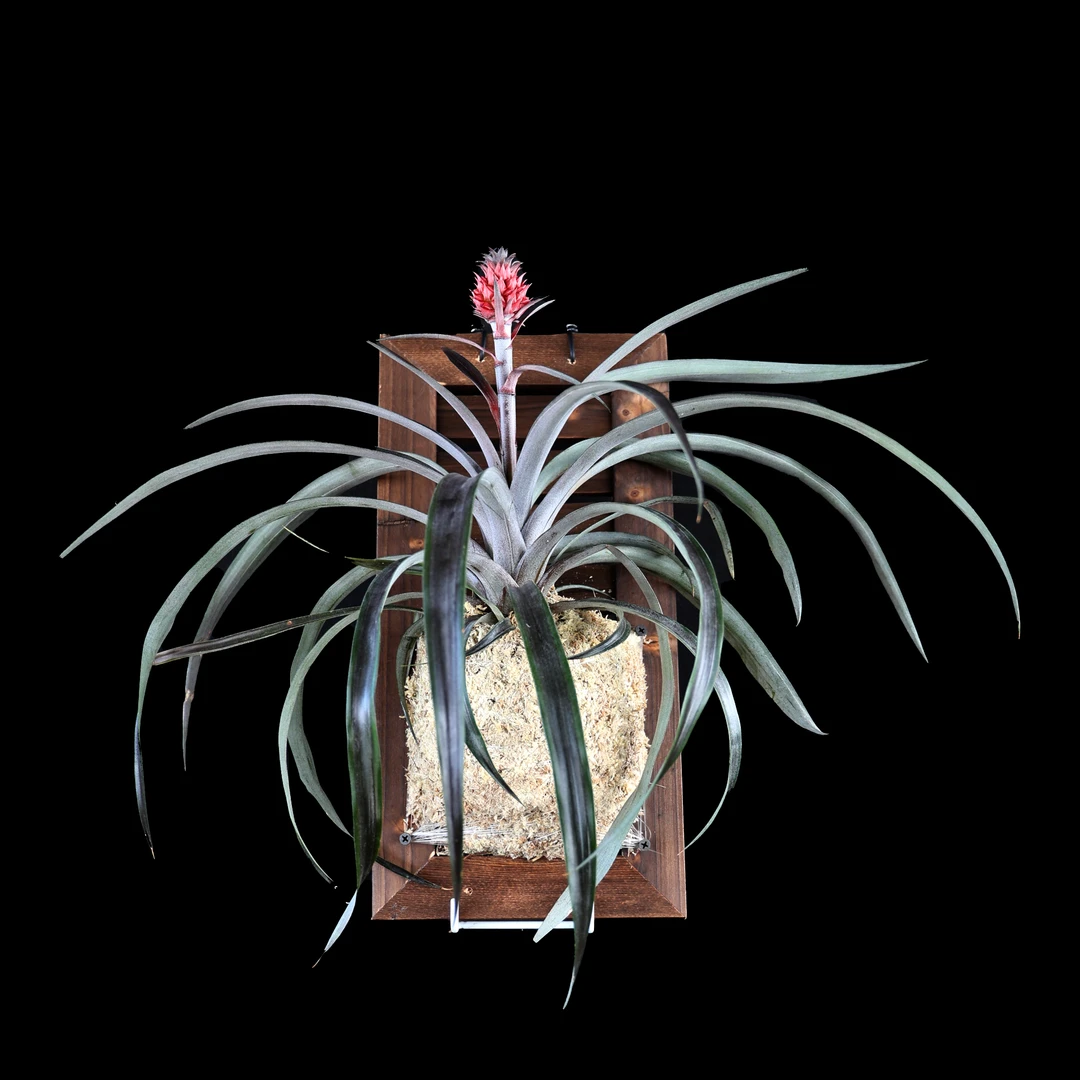 观赏凤梨菠萝纯植物室内花卉盆栽绿植可净化空气