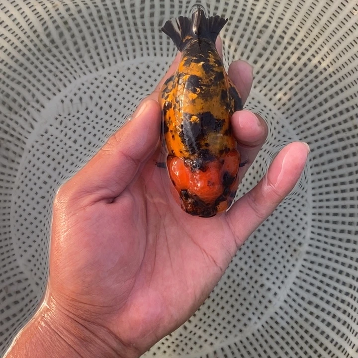 金鱼中原新隆观赏鱼