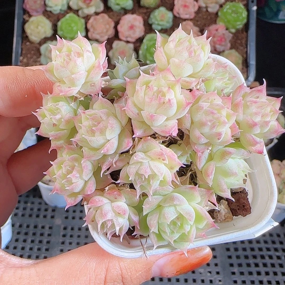 1108-334麦秆优选不包整