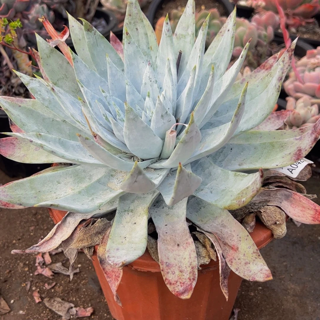 雪山超大盆山上大盆