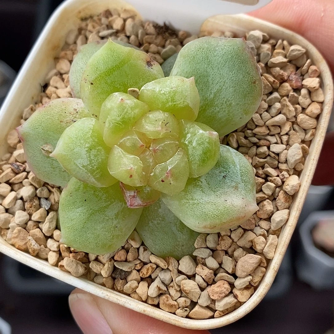 0108 溏心石化 4.5cm