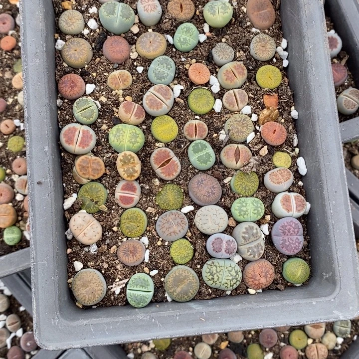 娜****生石花等植物的生长681