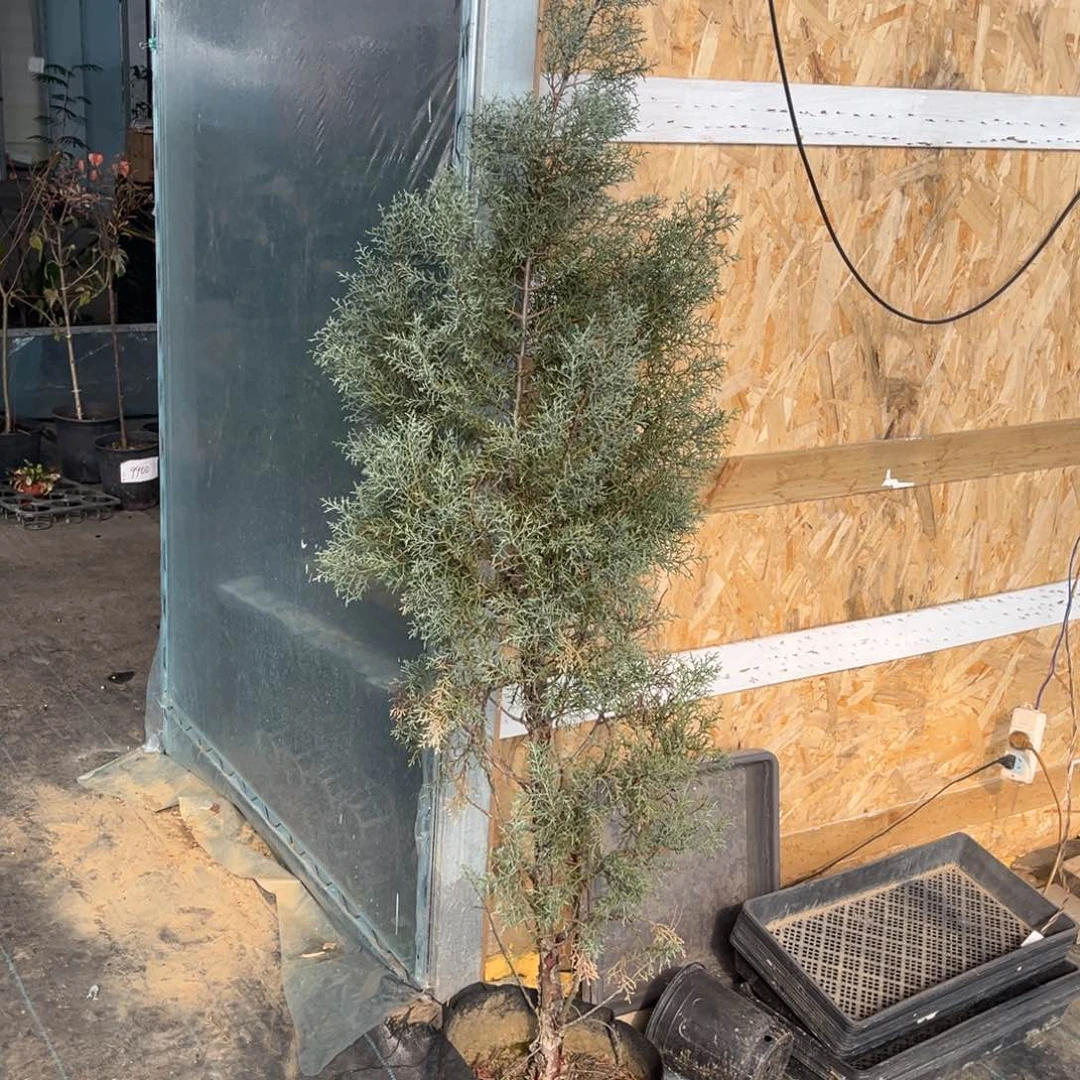 完全开放蓝冰柏，美织袋