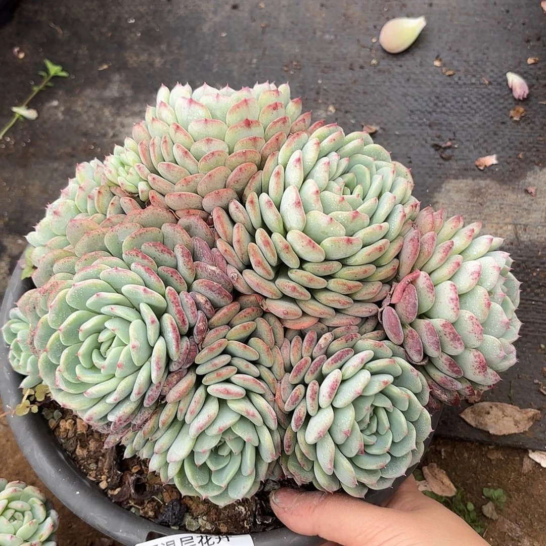 同温层多肉白胖子259