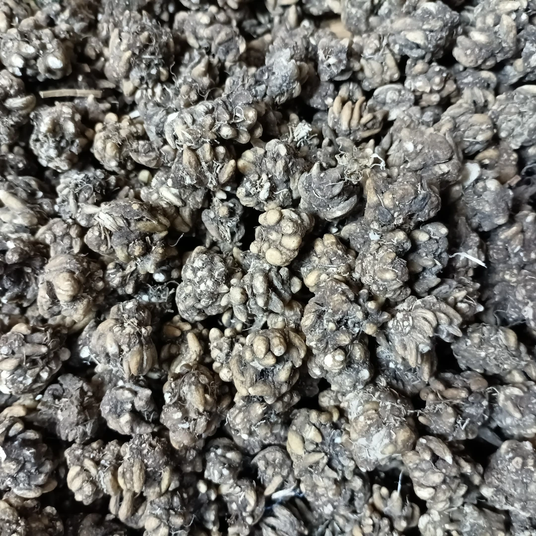 兰兰山货  云南下山自然晾晒  喵爪草  可搭配大枣煮水