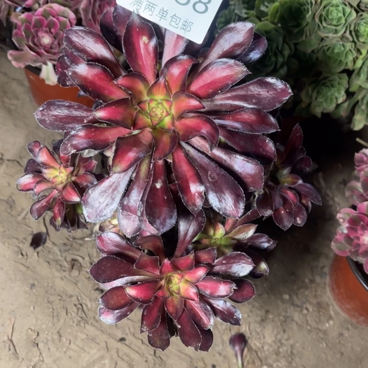 9768魅力的人多肉的