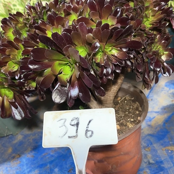 多肉植物欧子缀花