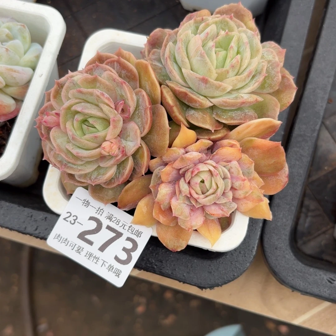 石化昂斯诺无盆土发货